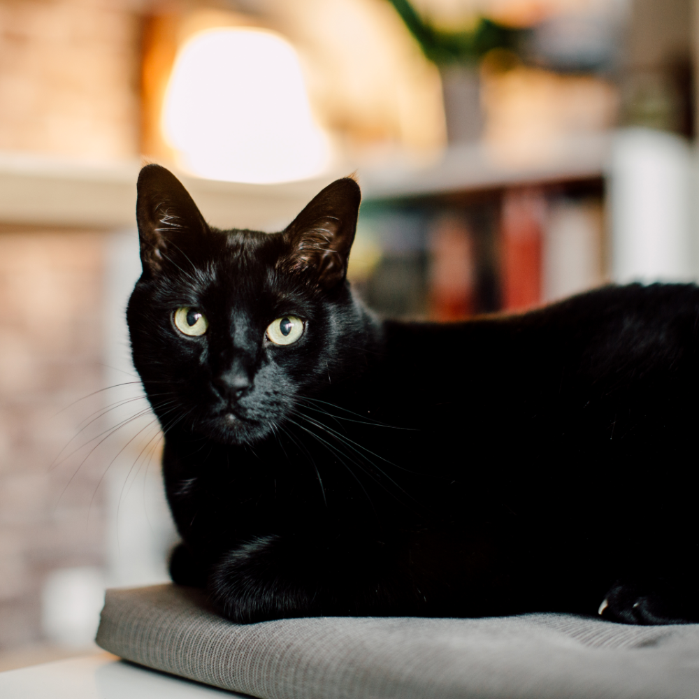 black cat inside basket, sorrounded by throw blankets