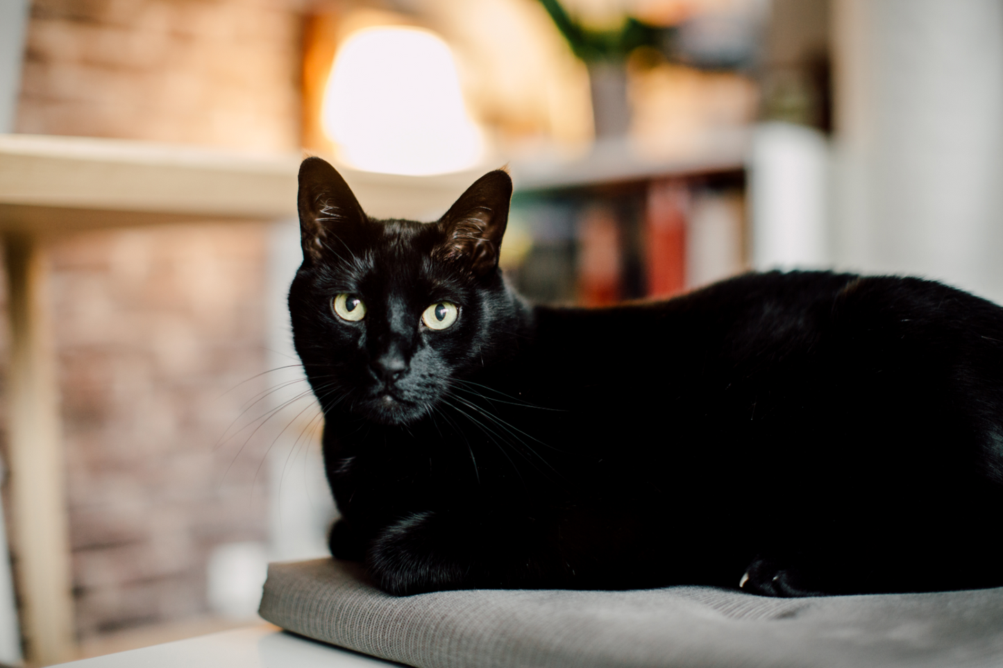 black cat inside basket, sorrounded by throw blankets