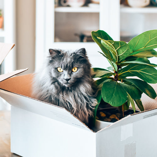 Grey cat in a box with a plant, promoting home wellness