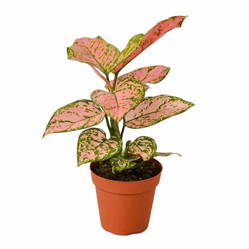 
                  
                    Chinese Evergreen 'Lady Valentine' - Yoru Says
                  
                