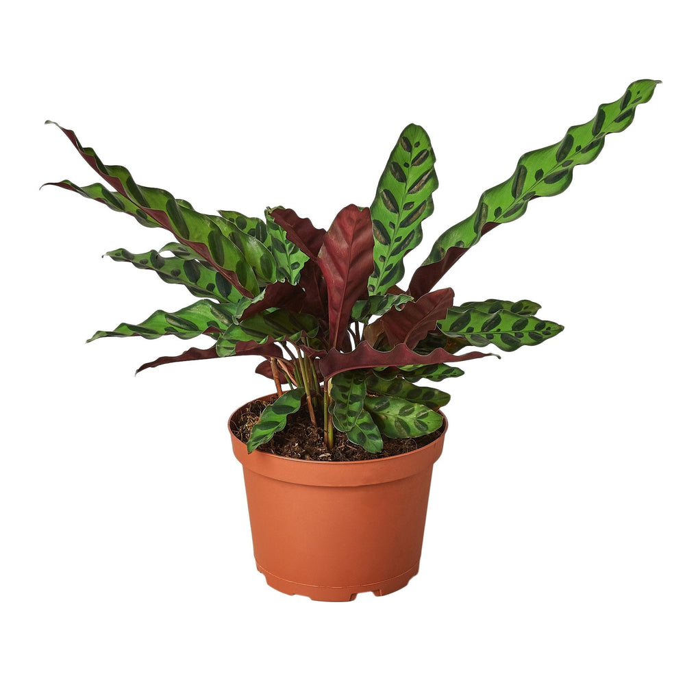 Calathea Lancifolia 'Rattlesnake' - Yoru Says