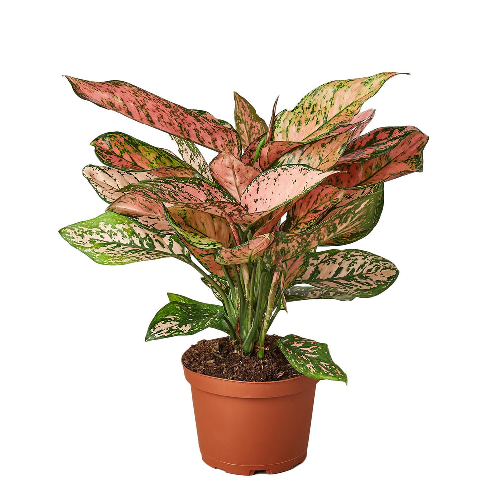 
                  
                    Chinese Evergreen 'Lady Valentine' - Yoru Says
                  
                