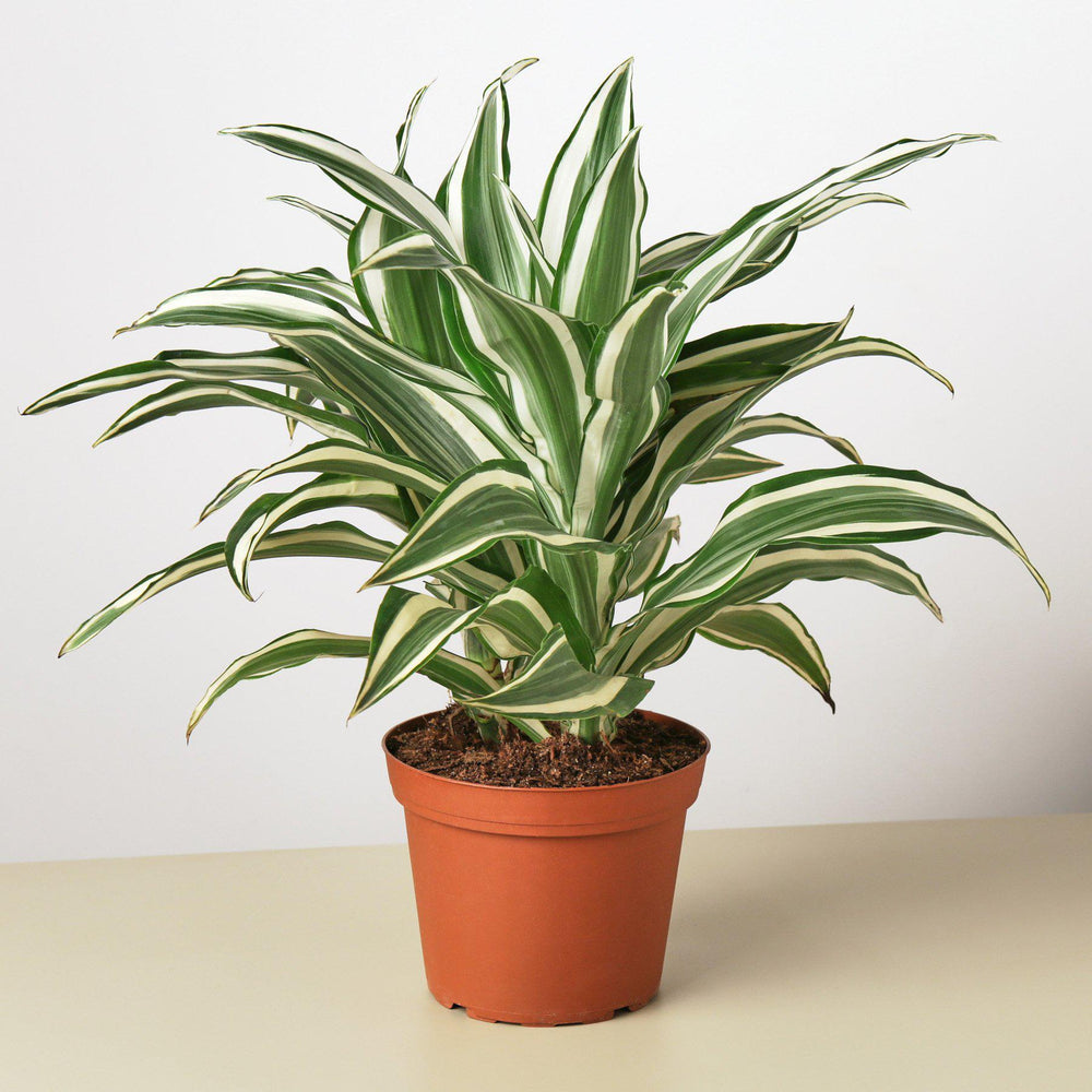 
                  
                    Dracaena 'Warneckii White Jewel' - Yoru Says
                  
                