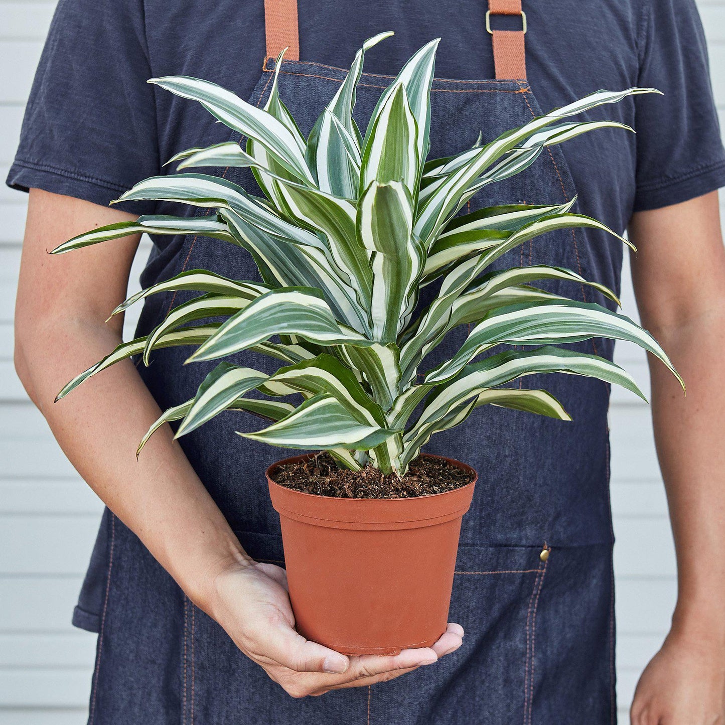 Dracaena 'Warneckii White Jewel' - Yoru Says