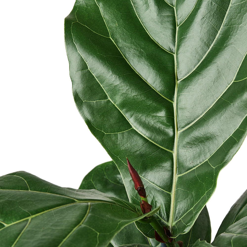 
                  
                    Ficus Lyrata 'Fiddle Leaf Fig' - Yoru Says
                  
                