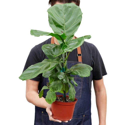 
                  
                    Ficus Lyrata 'Fiddle Leaf Fig' - Yoru Says
                  
                