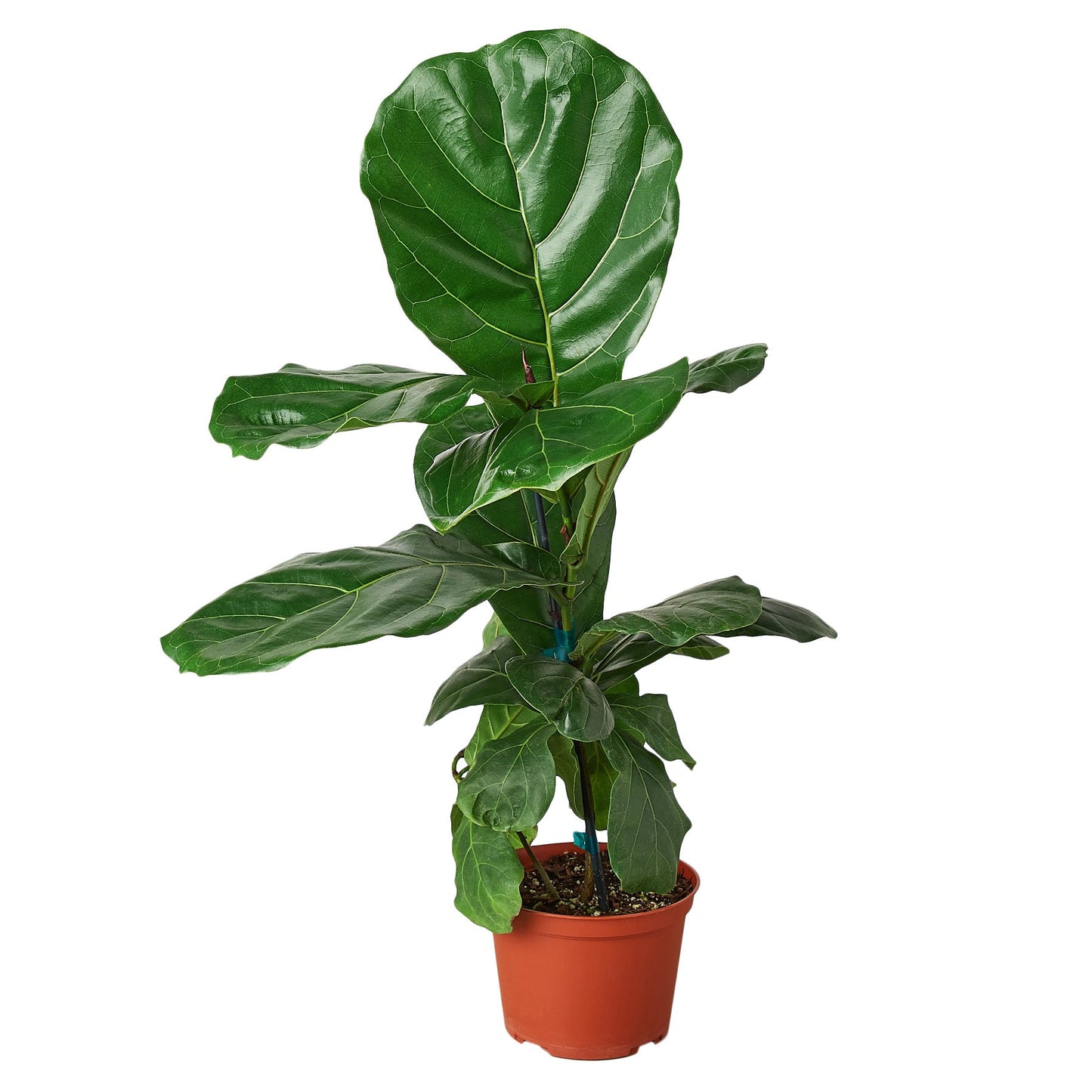 Ficus Lyrata 'Fiddle Leaf Fig' - Yoru Says