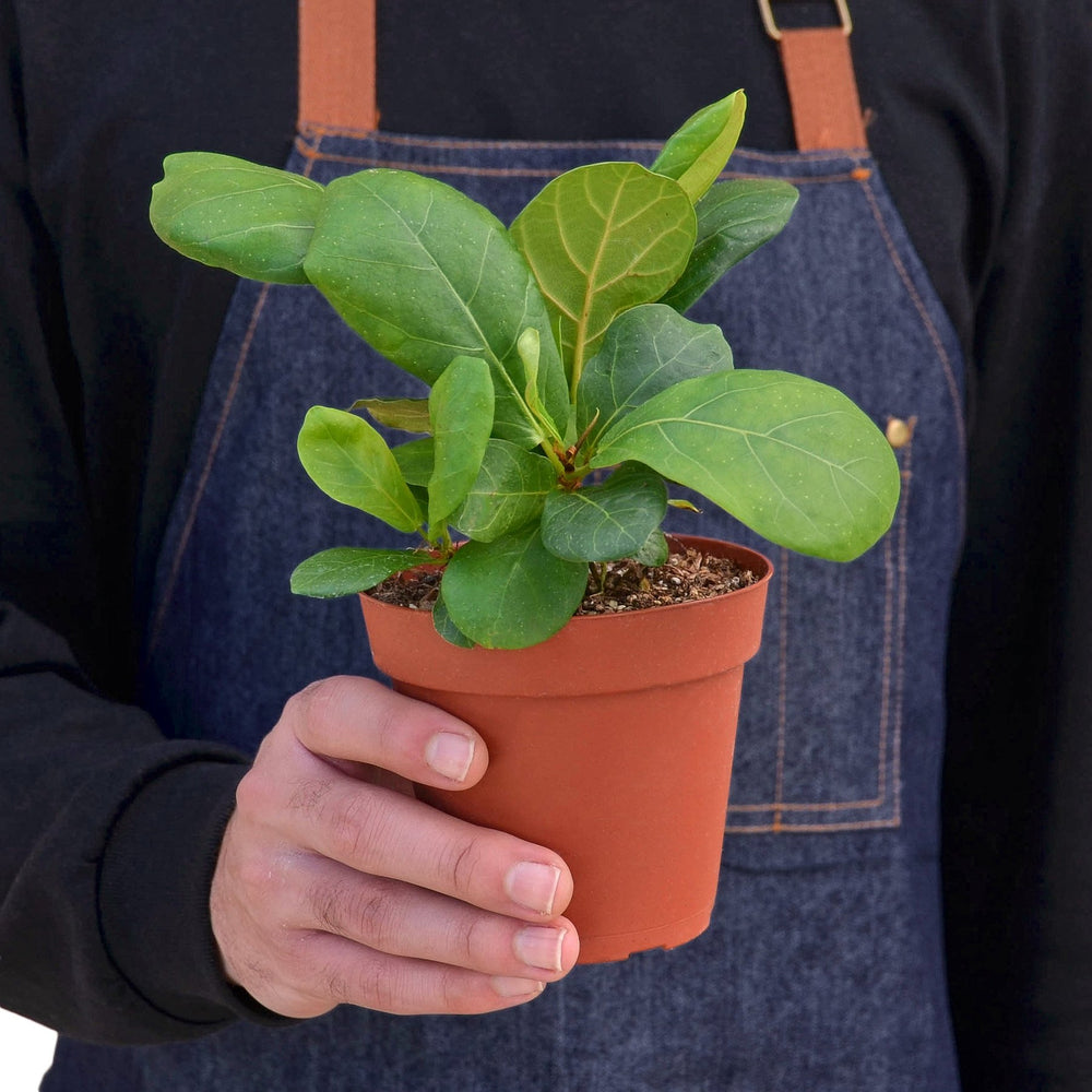 
                  
                    Ficus Lyrata 'Fiddle Leaf Fig' - Yoru Says
                  
                