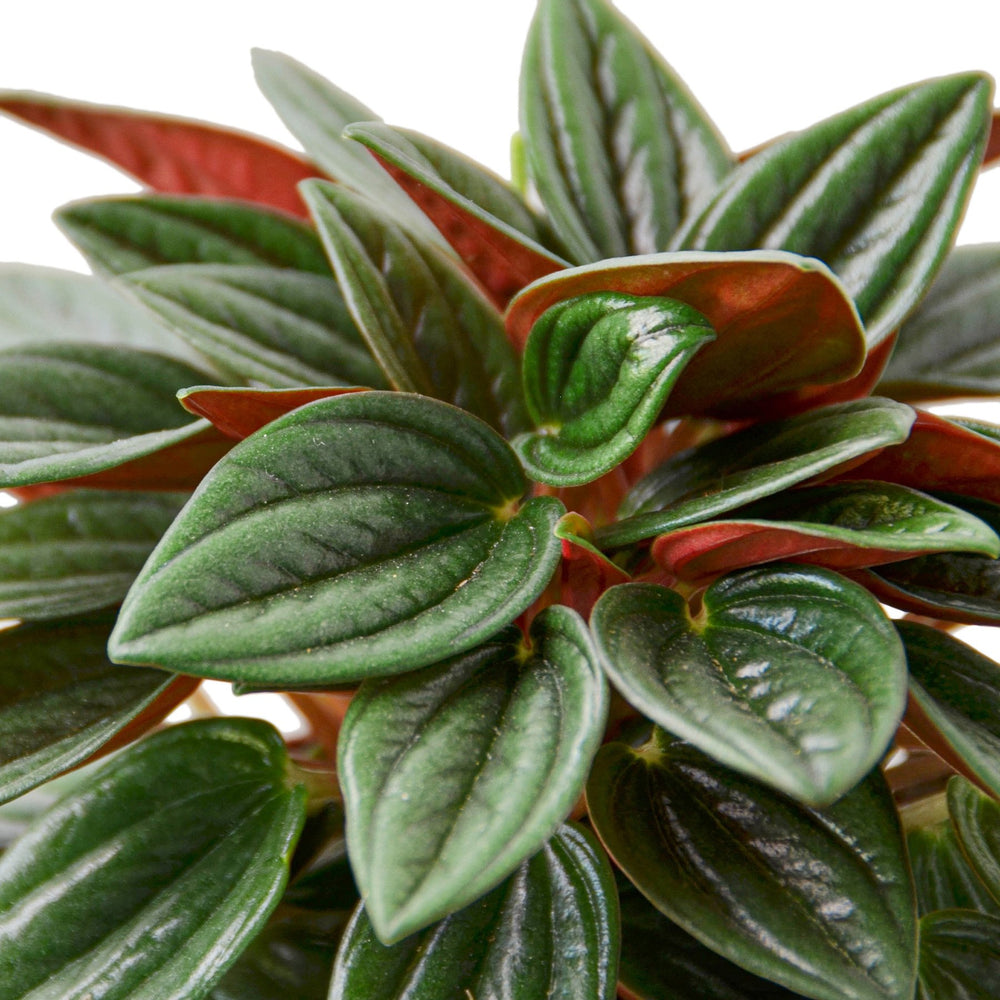 Peperomia Rosso - Yoru Says