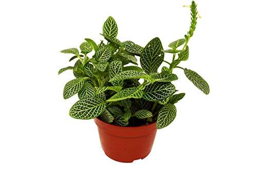 Fittonia 'White Nerve Plant' - Yoru Says