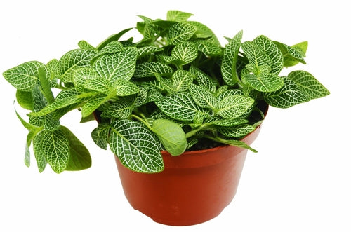 
                  
                    Fittonia 'White Nerve Plant' - Yoru Says
                  
                