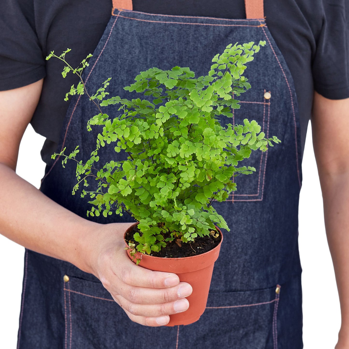 Maidenhair Fern - Yoru Says