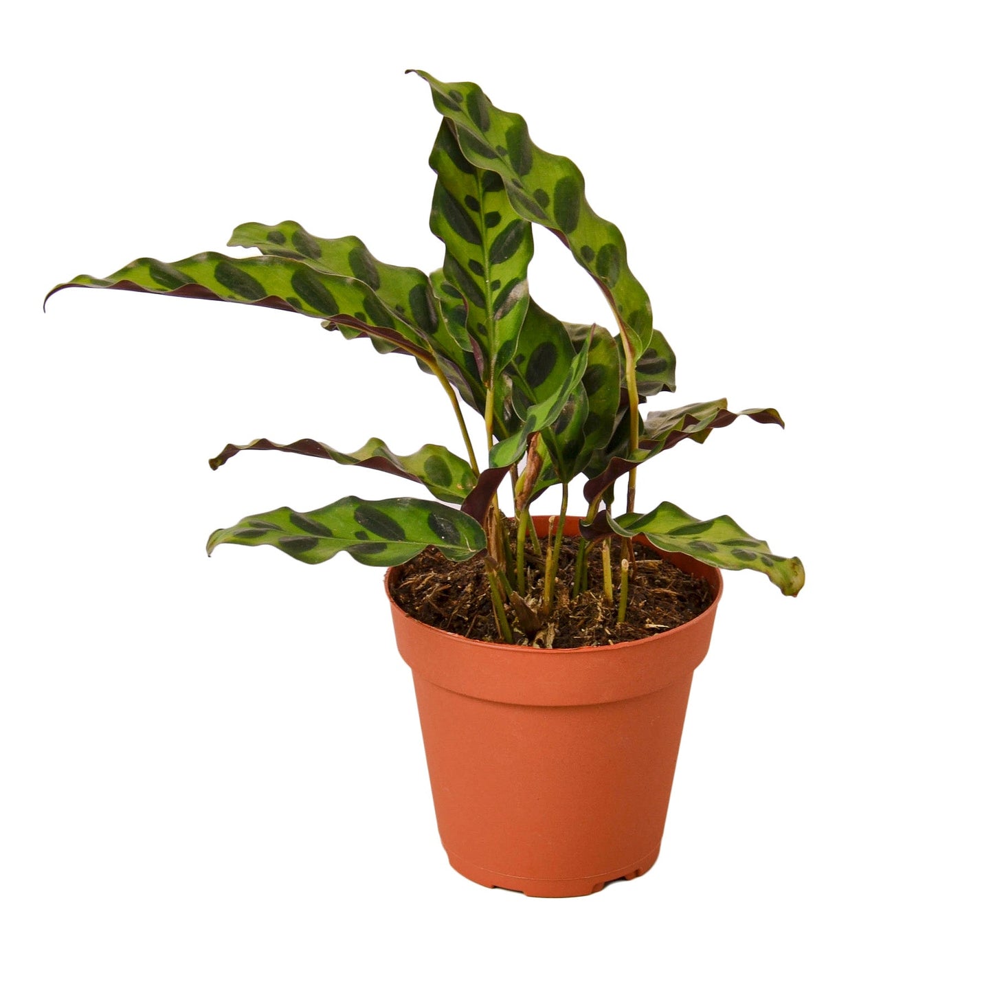 Calathea Lancifolia 'Rattlesnake' - Yoru Says