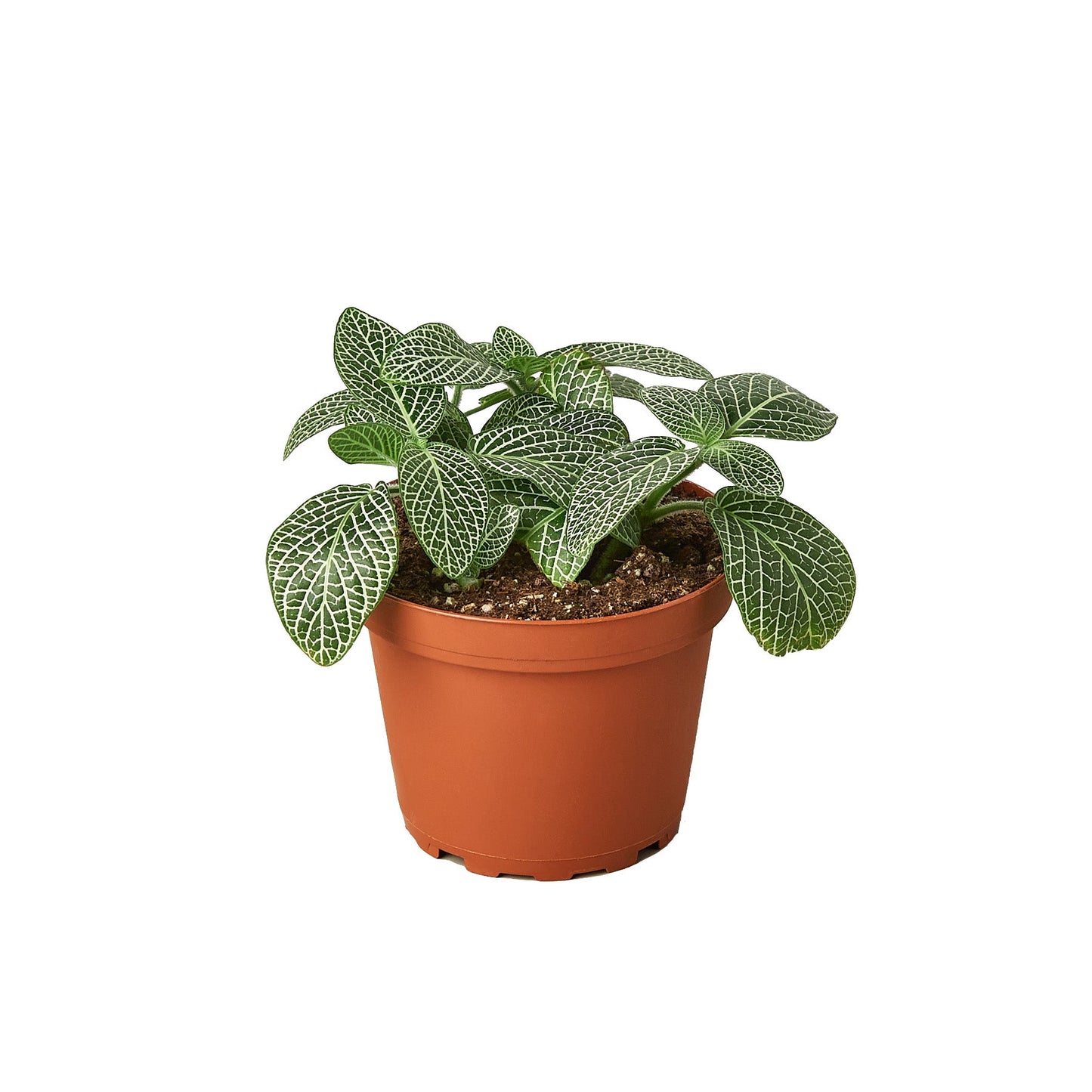 Fittonia 'White Nerve Plant' - Yoru Says