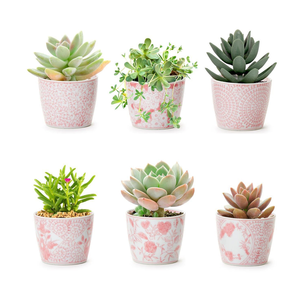 
                  
                    Mini Pink Cachepots - Yoru Says
                  
                