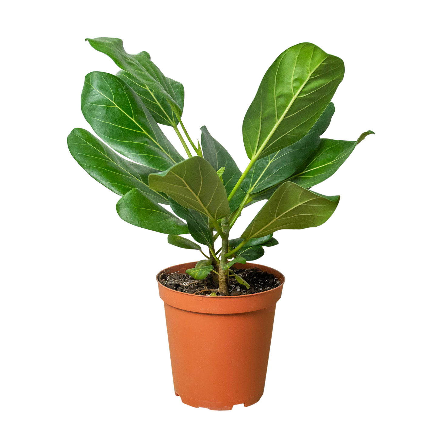 Ficus 'Audrey' - Yoru Says