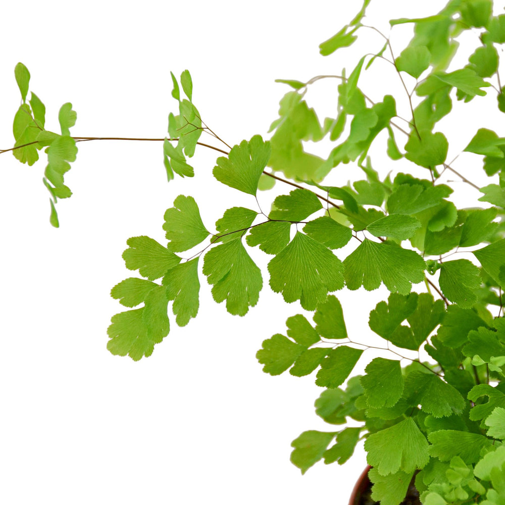 
                  
                    Maidenhair Fern - Yoru Says
                  
                