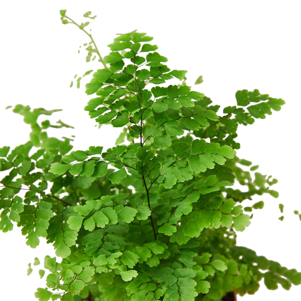 
                  
                    Maidenhair Fern - Yoru Says
                  
                