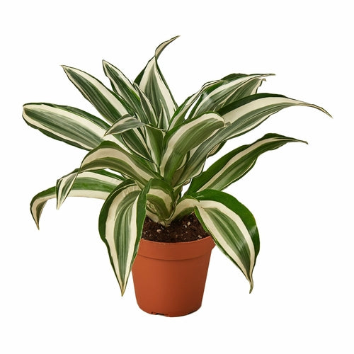 
                  
                    Dracaena 'Warneckii White Jewel' - Yoru Says
                  
                