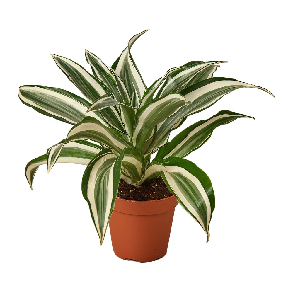 Dracaena 'Warneckii White Jewel' - Yoru Says