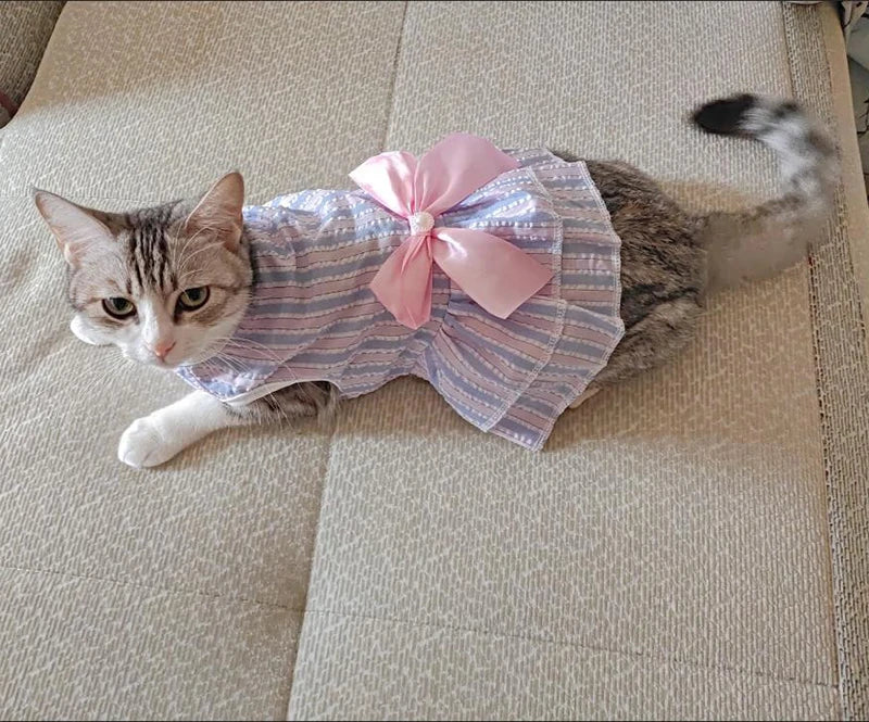 
                  
                    Plaid Princess Cat Dress - Yoru Says
                  
                