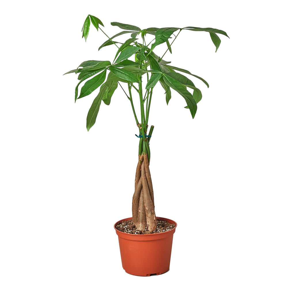 Money Tree 'Guiana Chestnut' Pachira Braid - Yoru Says