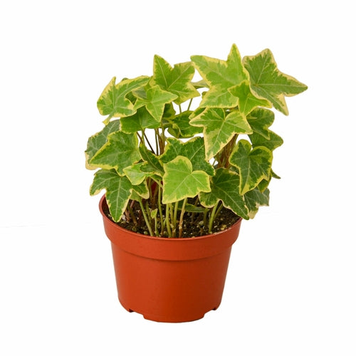 
                  
                    English Ivy Gold Child - Yoru Says
                  
                