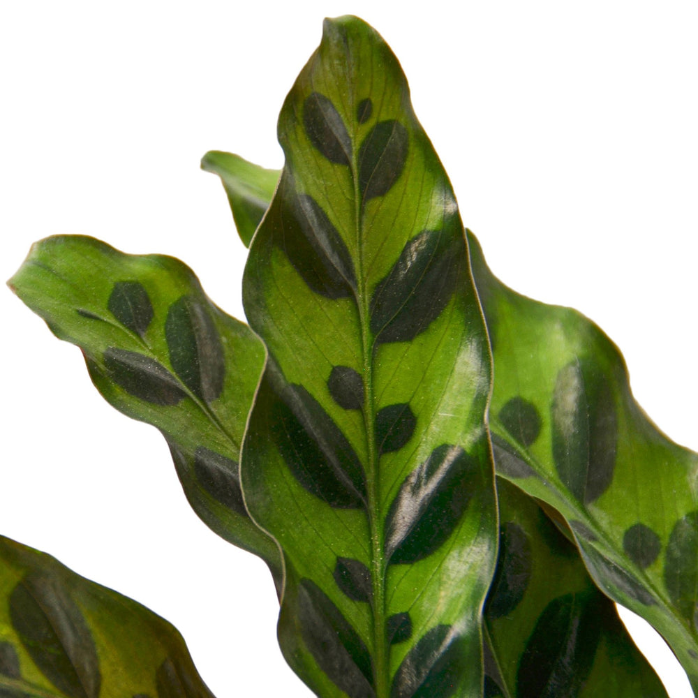 
                  
                    Calathea Lancifolia 'Rattlesnake' - Yoru Says
                  
                