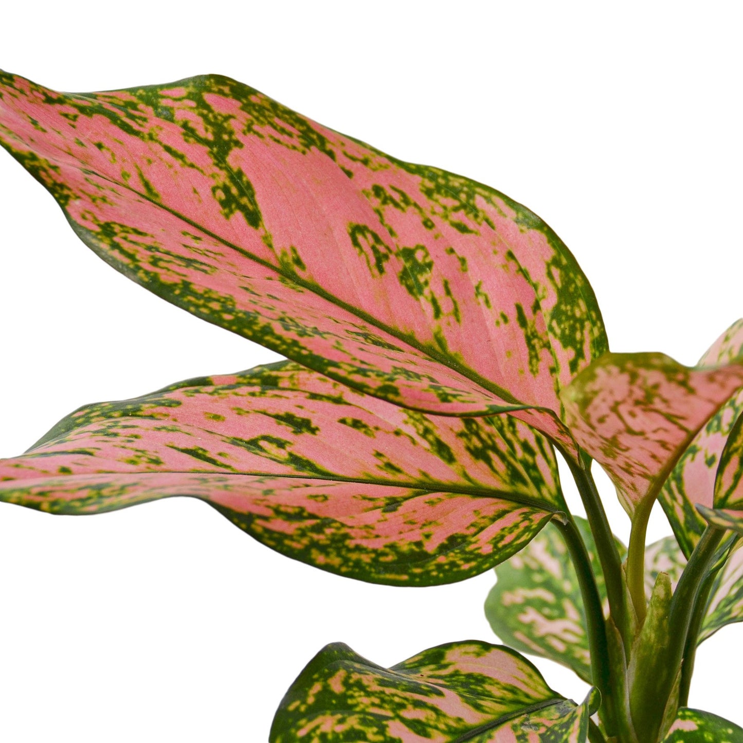 Chinese Evergreen 'Lady Valentine' - Yoru Says