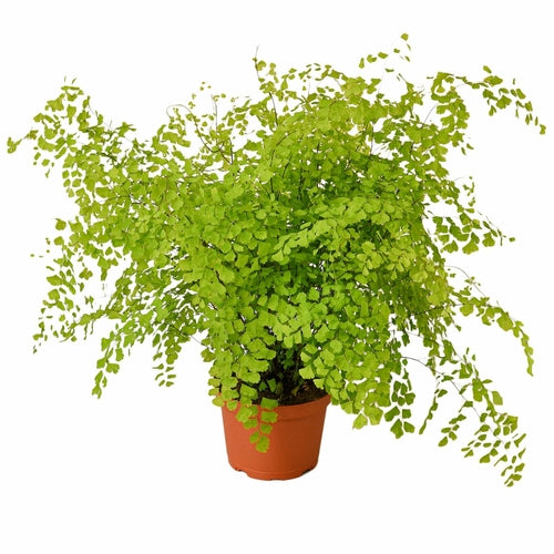 
                  
                    Maidenhair Fern - Yoru Says
                  
                