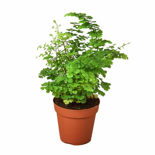 
                  
                    Maidenhair Fern - Yoru Says
                  
                